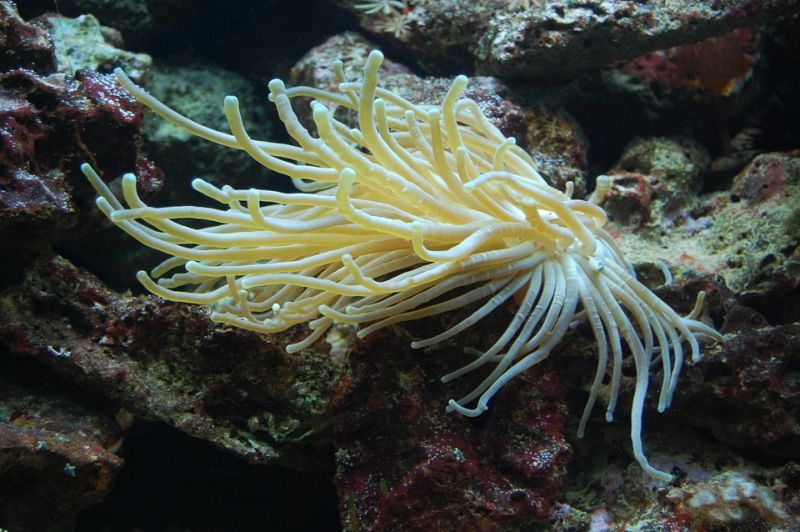 sea-anemone-908865 960 720