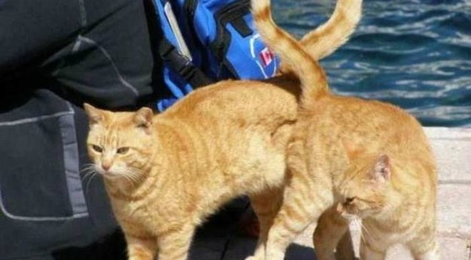 Και οι γάτες κολλάνε κορονοϊό, λέει κινεζική έρευνα