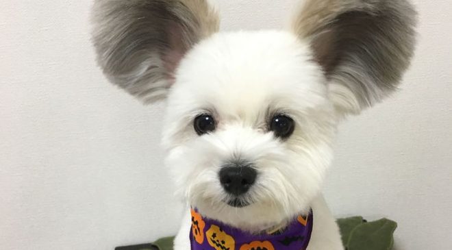 Το αξιολάτρευτο σκυλάκι με αυτιά… Μίκυ Μάους!