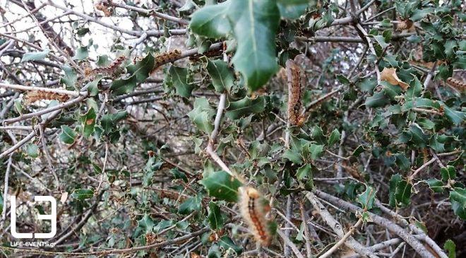 Χαμός με κάμπιες… «Λεηλάτησαν»  τα πάντα! (ΒΙΝΤΕΟ & ΦΩΤΟ)