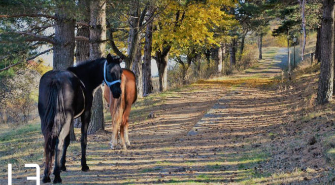 Ιδού το χωριό που τα άλογα περιφέρονται ελεύθερα (ΦΩΤΟ & ΒΙΝΤΕΟ)