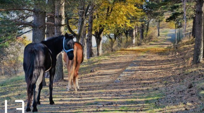 Ιδού το χωριό που τα άλογα περιφέρονται ελεύθερα (ΦΩΤΟ & ΒΙΝΤΕΟ)