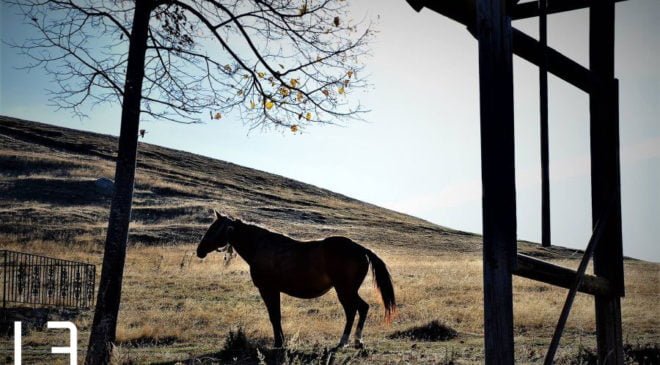 Λέσβος: Αλογο βρέθηκε δεμένο με αλυσίδες – Το άφησαν να πεθάνει από ασιτία (ΦΩΤΟ)