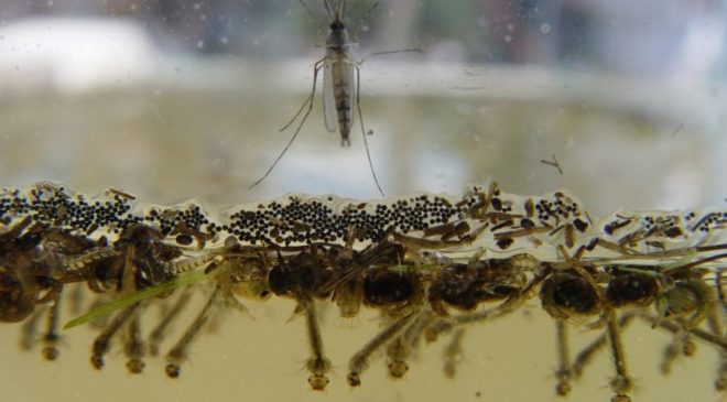 Μεγάλη αύξηση στα κουνούπια στην Κεντρική Μακεδονία