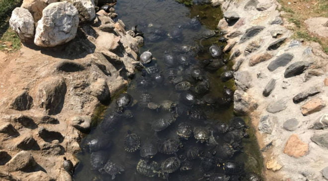 Χελώνες σουλατσάρουν ανέμελα στο κέντρο της Θεσσαλονίκης (ΒΙΝΤΕΟ)