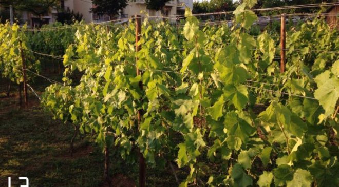 Οινο-ξεναγήσεις και οινο-γευσίες για τους φίλους του κρασιού σε 21 οινοποιεία της Βορείου Ελλάδος