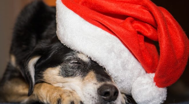 «Ο σκύλος είναι για μια ζωή, όχι μόνο για τα Χριστούγεννα» (BINTEO)