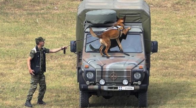 Οι σκύλοι-κομάντος του Ελληνικού Στρατού εν δράσει