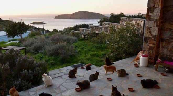 Χαμός με την αγγελία για δουλειά σε καταφύγιο με 55 γάτες στη Σύρο