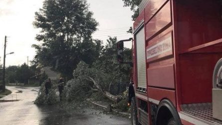 Η Πυροσβεστική προχώρησε σε κοπές δέντρων στην Αλεξάνδρεια