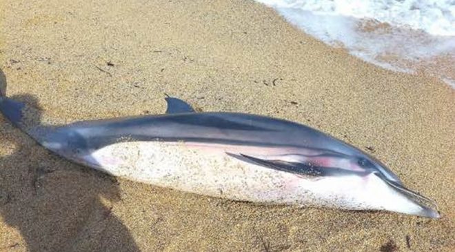 Κόρινθος: Εντοπίστηκε νεκρό δελφίνι στην παραλία Κοκκωνίου