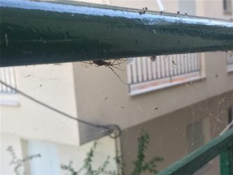 Μέχρι τα σπίτια έφτασαν οι αράχνες στο Αιτωλικό (ΦΩΤΟ)