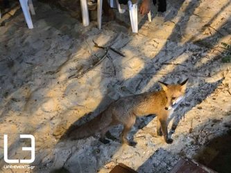 Παρατείνεται η αξιολόγηση εμβολίων στις κόκκινες αλεπούδες