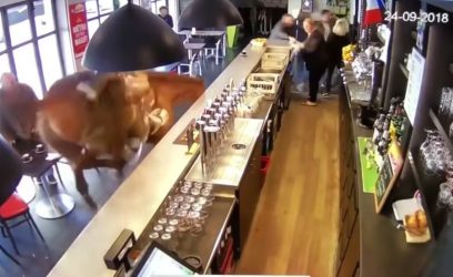 Δεν είναι αστείο: Τι πήγε να κάνει ένα άλογο σε ένα μπαρ (ΒΙΝΤΕΟ)