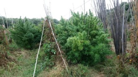 Χανιά: Σύλληψη 50χρονου για καλλιέργεια 1.030 δενδρυλλίων κάνναβης