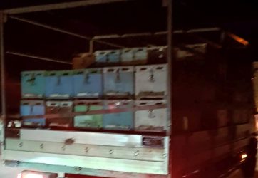 53 συλλήψεις σε Θεσσαλονίκη και Χαλκιδική για ληστείες… κυψελών μελισσών!