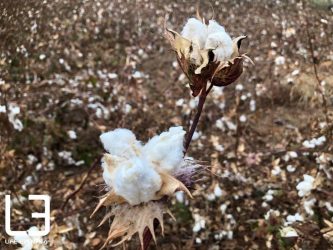 Βαμβάκι: Το… ταξίδι του στην Ελλάδα (ΒΙΝΤΕΟ & ΦΩΤΟ)