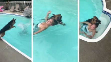 Γενναίος σκύλος βουτάει σε πισίνα για να σώσει μια νεαρή γυναίκα (ΒΙΝΤΕΟ)
