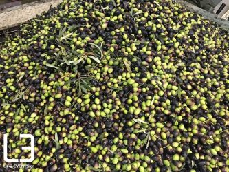 Χαλκιδική: Αισιοδοξία για αυξημένη παραγωγή πράσινης ελιάς
