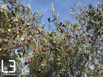 Ελιά: Από τη συγκομιδή, στο ελαιοτριβείο και απ’ εκεί στο τραπέζι μας (ΒΙΝΤΕΟ & ΦΩΤΟ)
