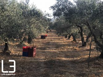 Τίναξαν ξένο λιοστάσι με 300 δέντρα!