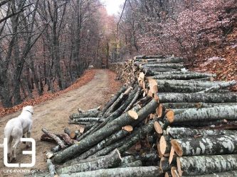 Η πατέντα για να κόψετε εύκολα τα καυσόξυλά σας! (ΒΙΝΤΕΟ)