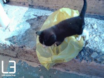 Βόλος: Πρόστιμο 120000 ευρώ στη γυναίκα που πέταξε στα σκουπίδια γατάκια
