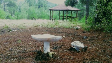 Μανιτάρια… μαγικά κατά της κατάθλιψης