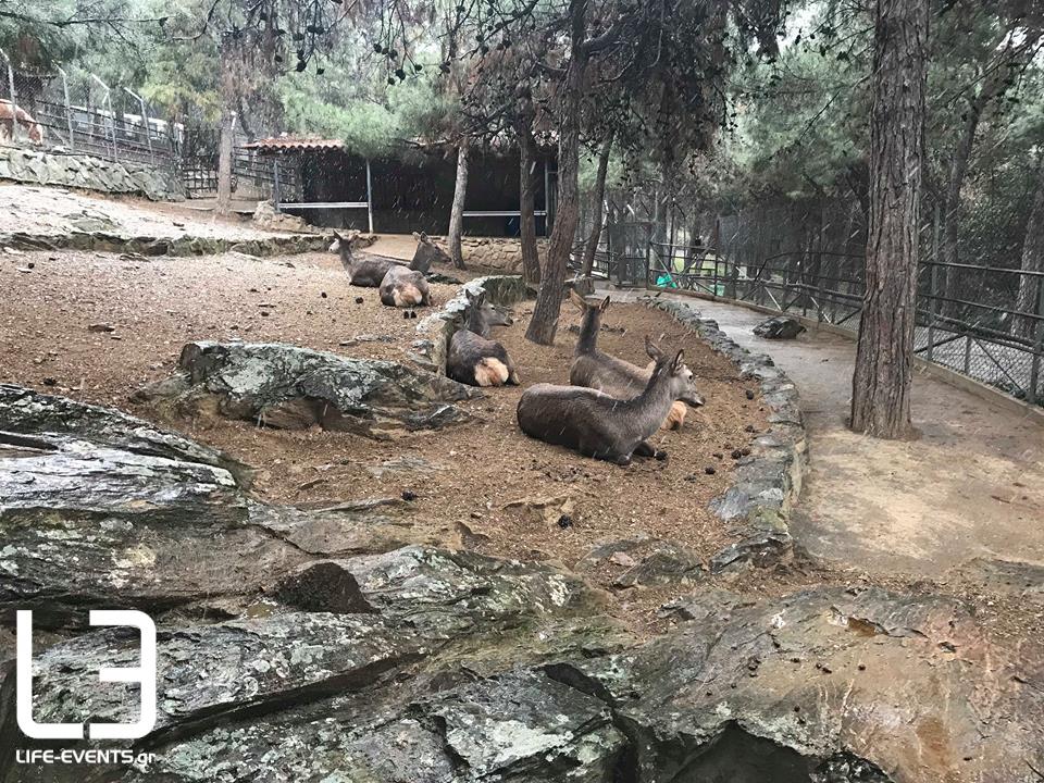 zoo zoologikos kipos thessaloniki