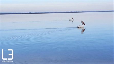 Σπάνια είδη πουλιών ελευθερώθηκαν στη Λίμνη Κερκίνη