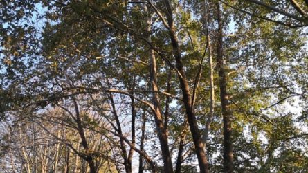 Αργοπεθαίνουν τα πλατάνια στα Τρίκαλα