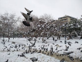 Τα γυάλινα κτήρια σκοτώνουν τα… πουλιά