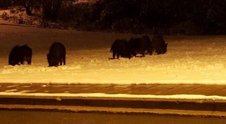 Θεσσαλονίκη: Τα αγριογούρουνα βολτάριζαν στο χιονισμένο Πανόραμα (ΒΙΝΤΕΟ & ΦΩΤΟ)