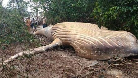 Μυστήριο με νεκρή φάλαινα στον Αμαζόνιο (ΒΙΝΤΕΟ)