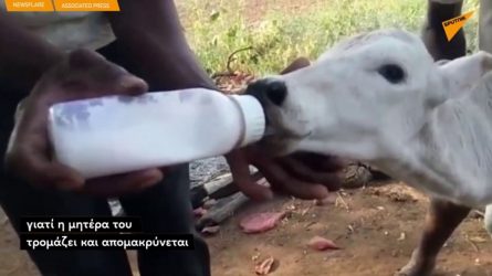 Αγρότης φροντίζει μοσχαράκι που γεννήθηκε μόνο με δύο πόδια (ΒΙΝΤΕΟ)