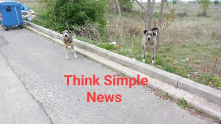 Θεσσαλονίκη: Φόβος και τρόμος αγέλη σκύλων έξω από νηπιαγωγείο (ΦΩΤΟ)