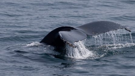 Εντοπίστηκε νεκρή η μικρή φάλαινα στη Σαλαμίνα