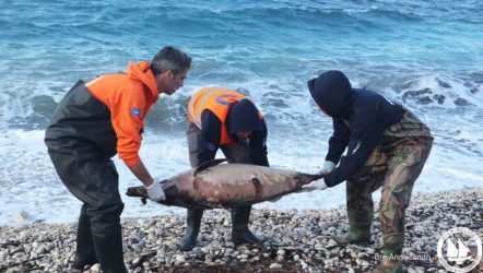 Σοκάρουν οι εικόνες με τα νεκρά δελφίνια σε ακτές του Βορείου Αιγαίου (ΦΩΤΟ)