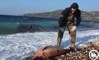 Νεκρό δελφίνι εντοπίστηκε στη Χαλκιδική