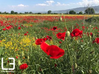 6 προτάσεις για να περάσετε όμορφα την Πρωτομαγιά