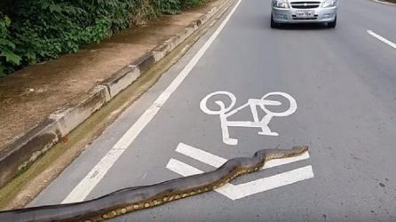 Βραζιλία: Ανακόντα 3,5 μέτρων διασχίζει αυτοκινητόδρομο (BINTEO)