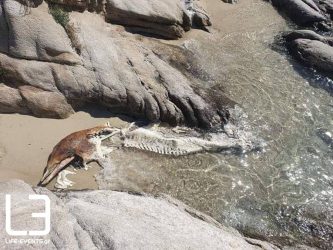 Νεκρό δελφίνι σε παραλία της Χαλκιδικής