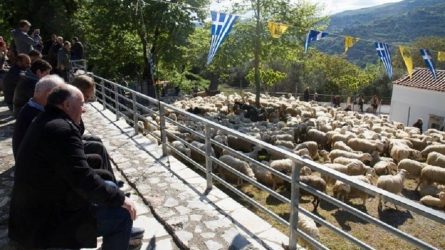 Κρήτη: Η ευλογία των προβάτων στην Ασή Γωνιά του δήμου Αποκορώνου
