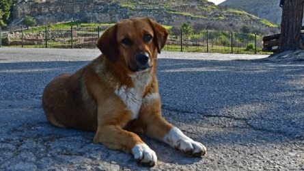 Εγκατέλειψαν στο δρόμο 50 σκυλιά μέσα σε μια εβδομάδα στην Ξάνθη
