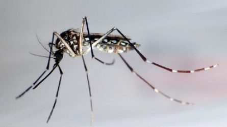 Κουνούπια: 6 κόλπα για να μην σας «τρώνε» τα τσιμπήματα