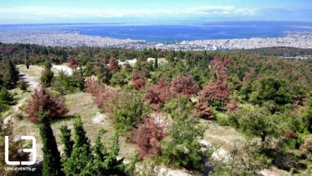 Θεσσαλονίκη: Το έντομο του Σέιχ Σου επεκτάθηκε στο δασόκτημα της Θέρμης