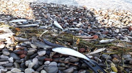 Γέμισε νεκρά ψάρια η παραλία του Μαραθιά (ΦΩΤΟ)
