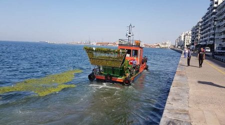 Θεσσαλονίκη: Καθαρίζουν τον Θερμαϊκό από τα ποντίκια