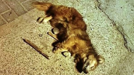 Ρόδος: Εξοργισμένοι οι κάτοικοι στις Καλυθιές για την κακοποίηση και θανάτωση σκύλου