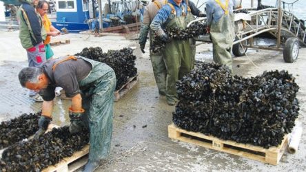 Ερώτηση βουλευτών ΣΥΡΙΖΑ – ΠΣ για τους μυδοκαλλιεργητές του Θερμαϊκού